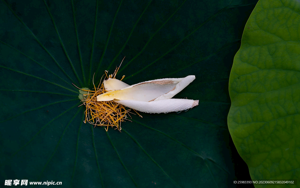 小荷才露尖尖角