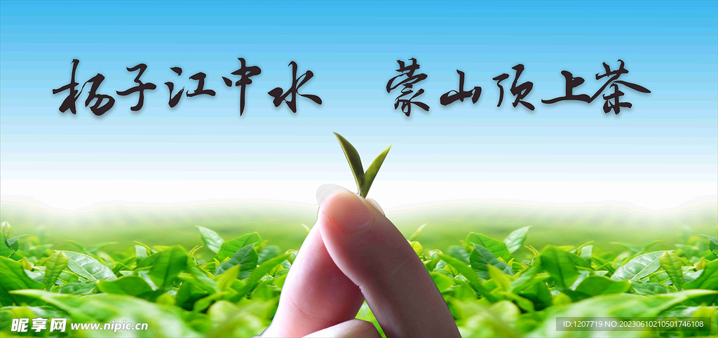 扬子江中水 蒙山顶山茶