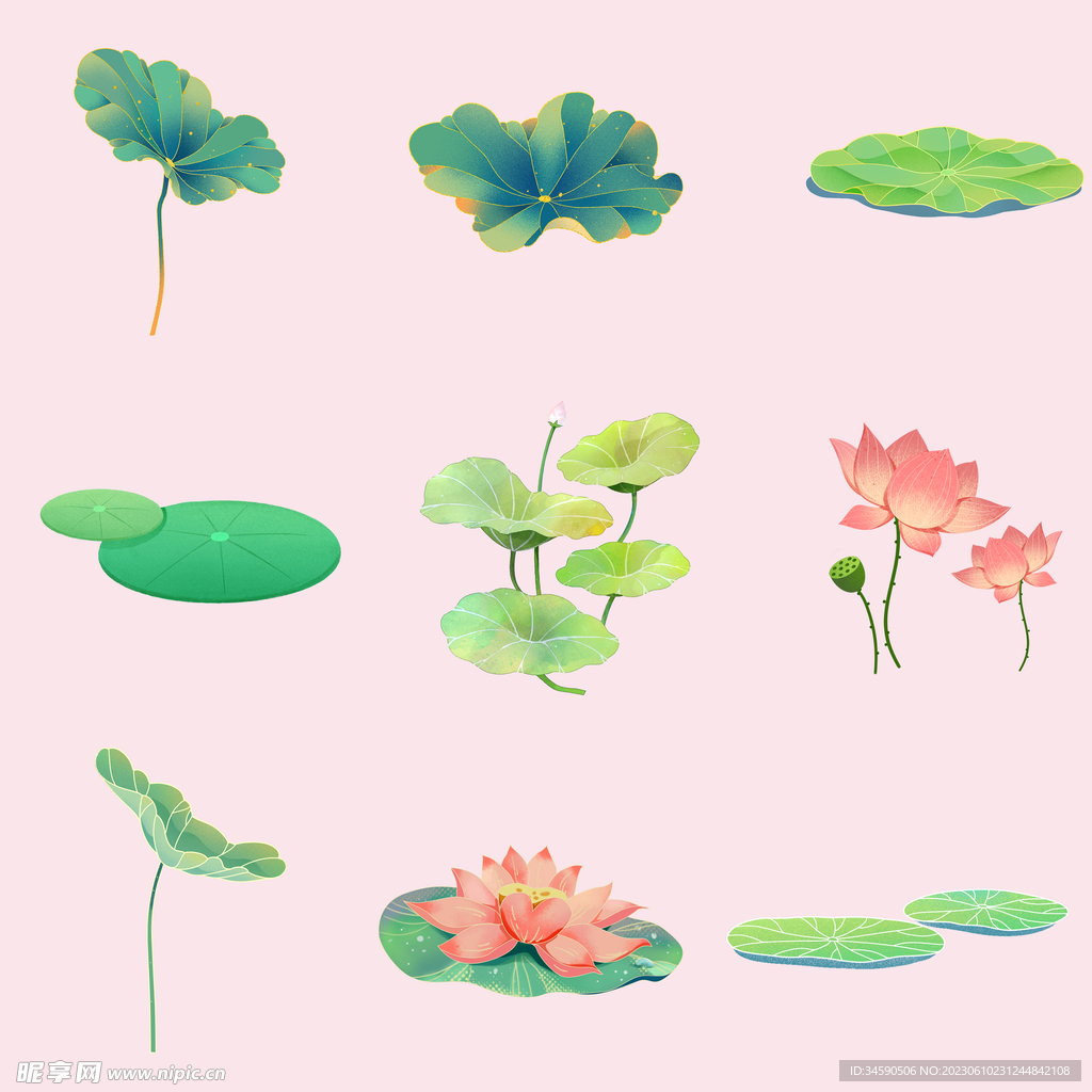 夏季荷花荷叶莲花睡莲