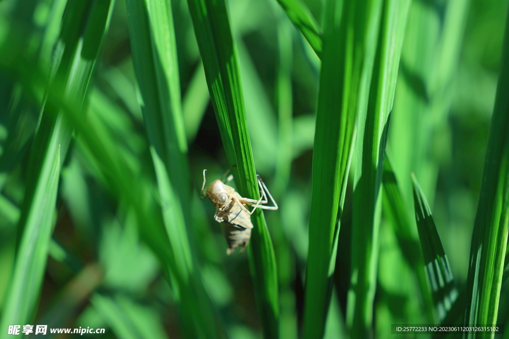 蜻蜓蜕壳