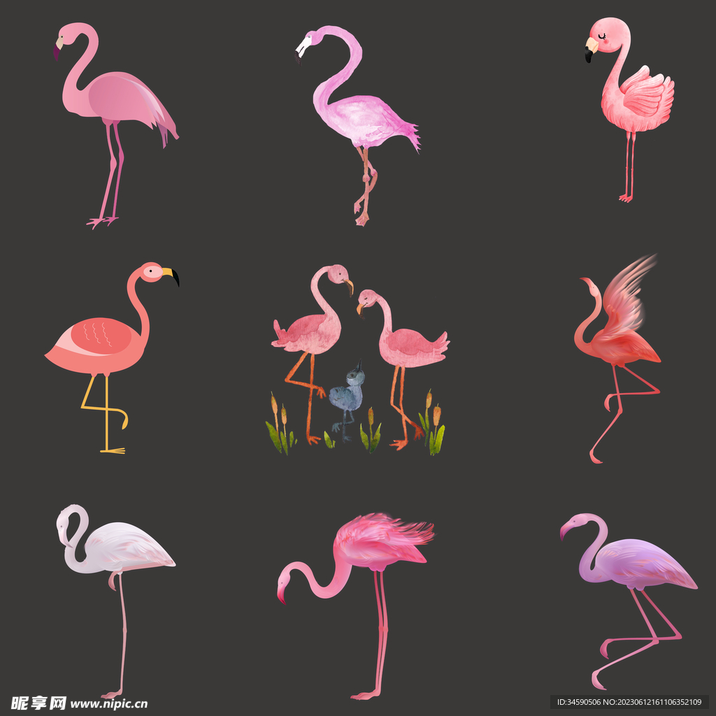 红色艳丽火烈鸟插画