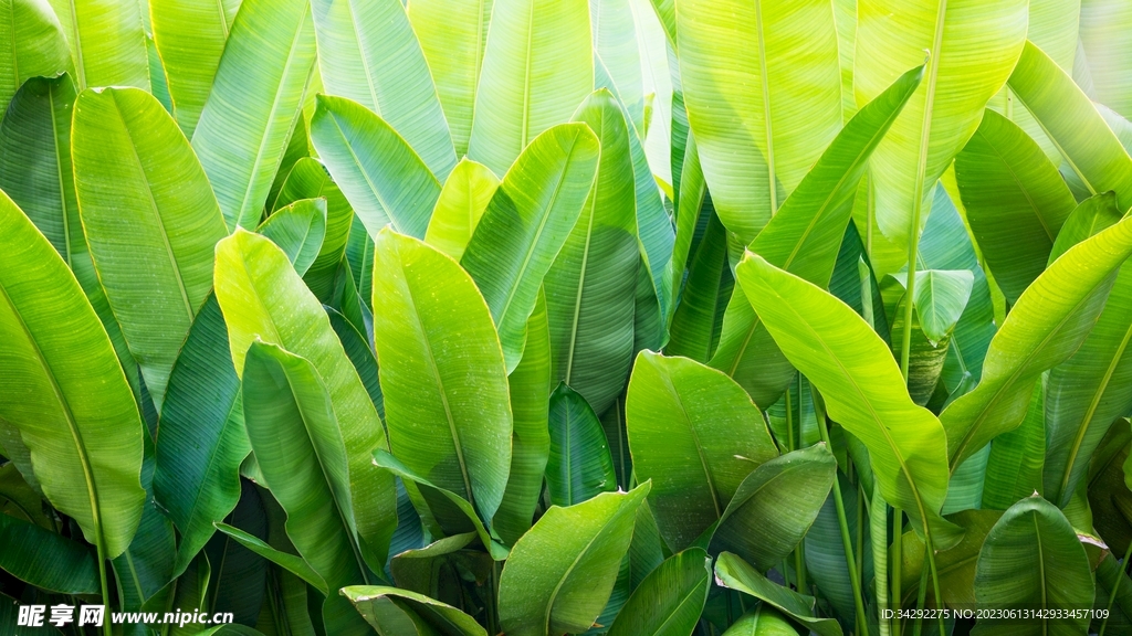 芭蕉叶图片