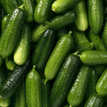 黄瓜
