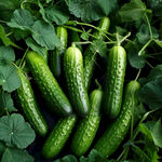 黄瓜