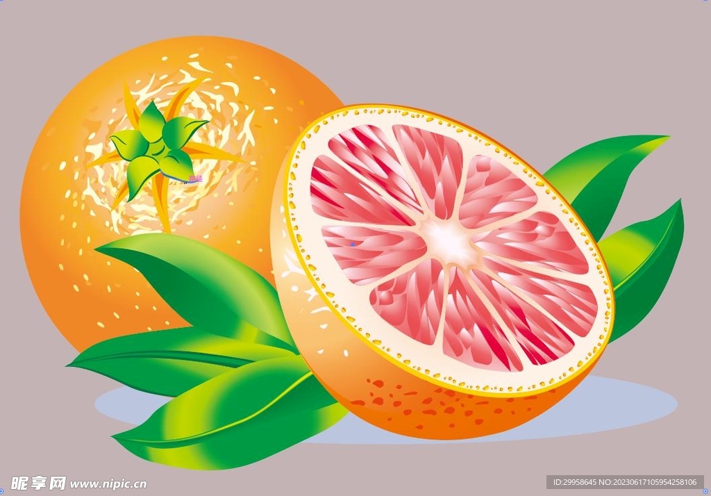 矢量橙子手绘图片