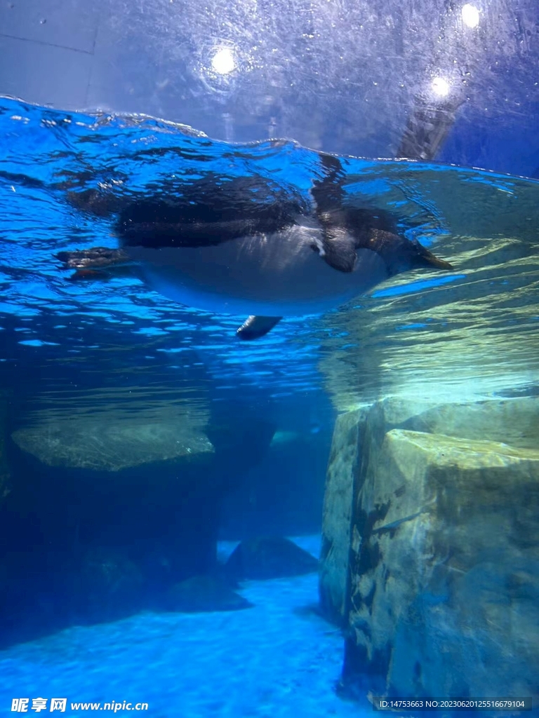 海洋馆里的动物