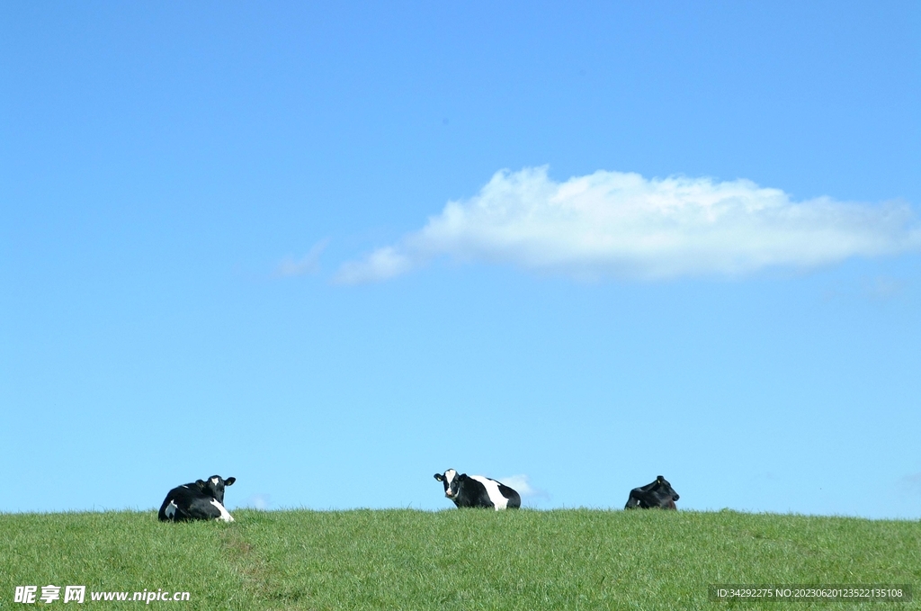 草原牧场奶牛