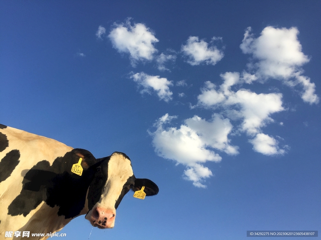 奶牛蓝天