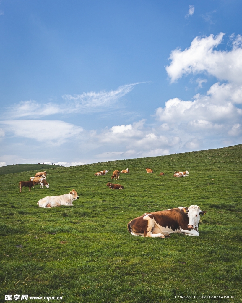 草原牧场奶牛