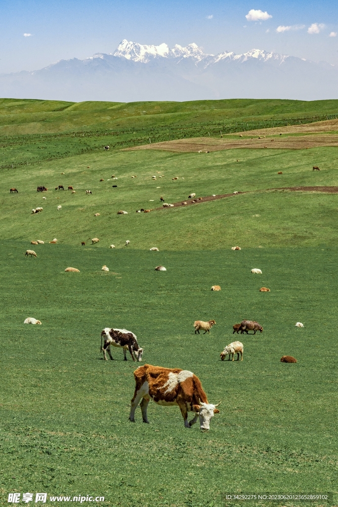 草原牧场奶牛