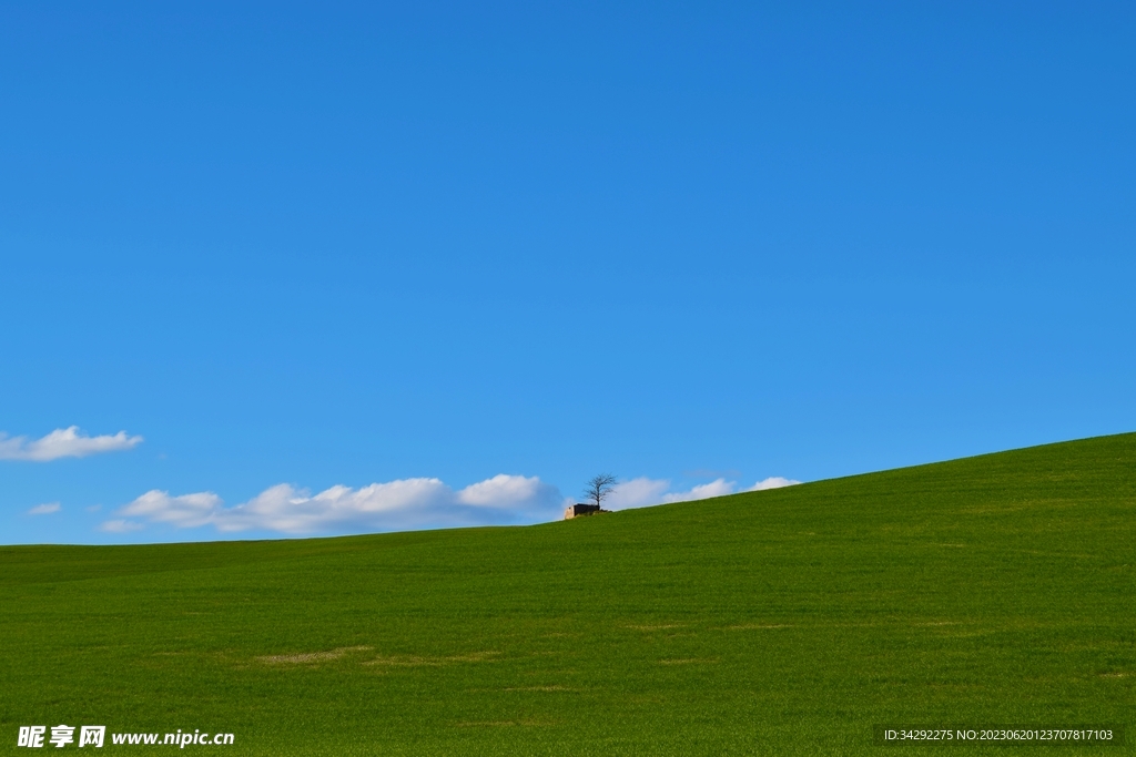 蓝天草地