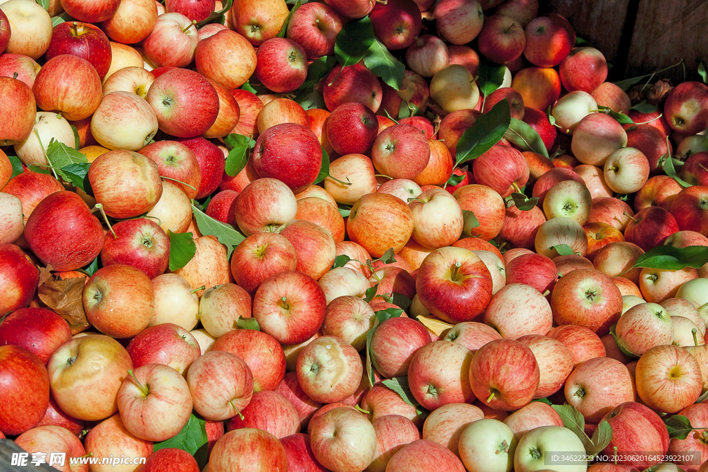 苹果丰收