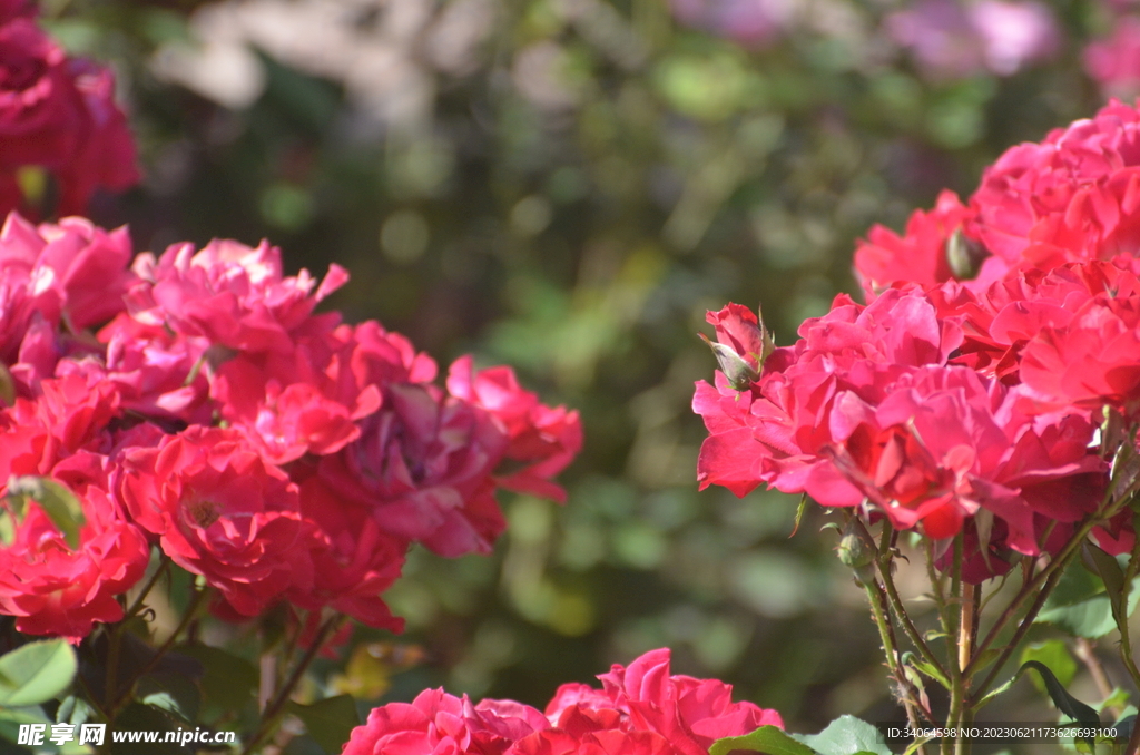 花坛中的月季花