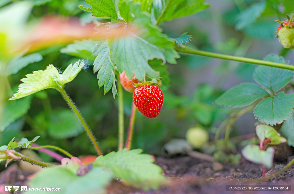 草莓