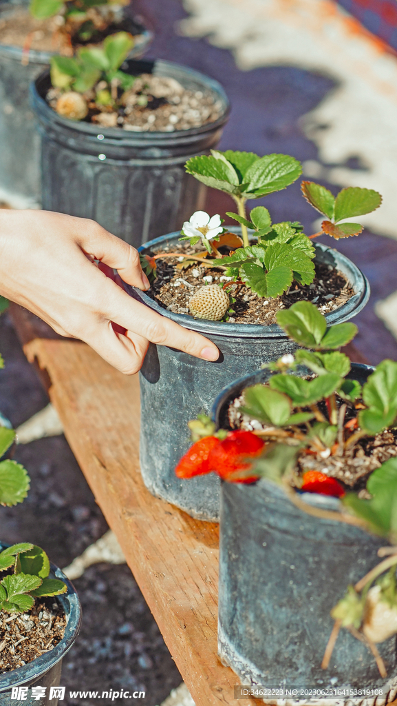 栽培草莓