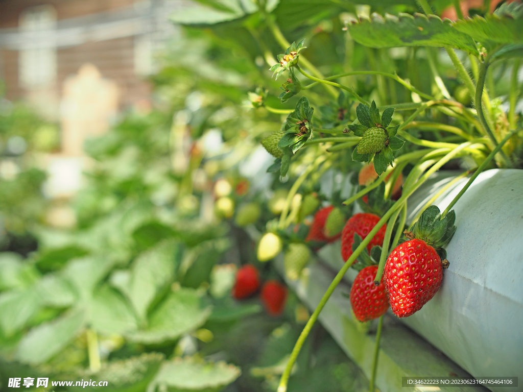 草莓棵