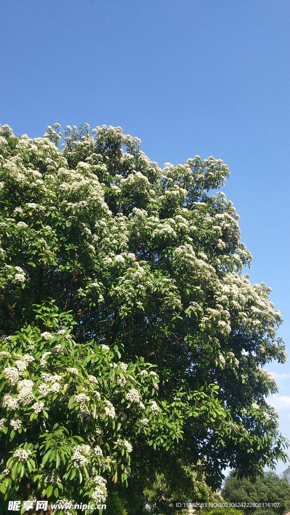 蓝天树木花背景图