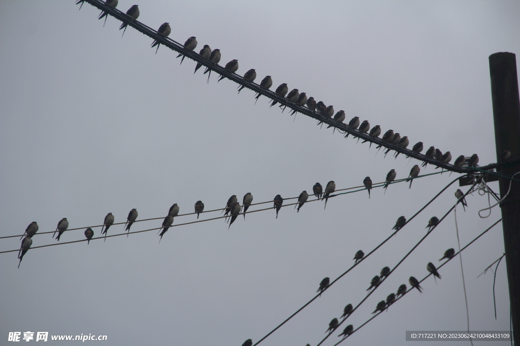 雨里站在电线杆上的燕子