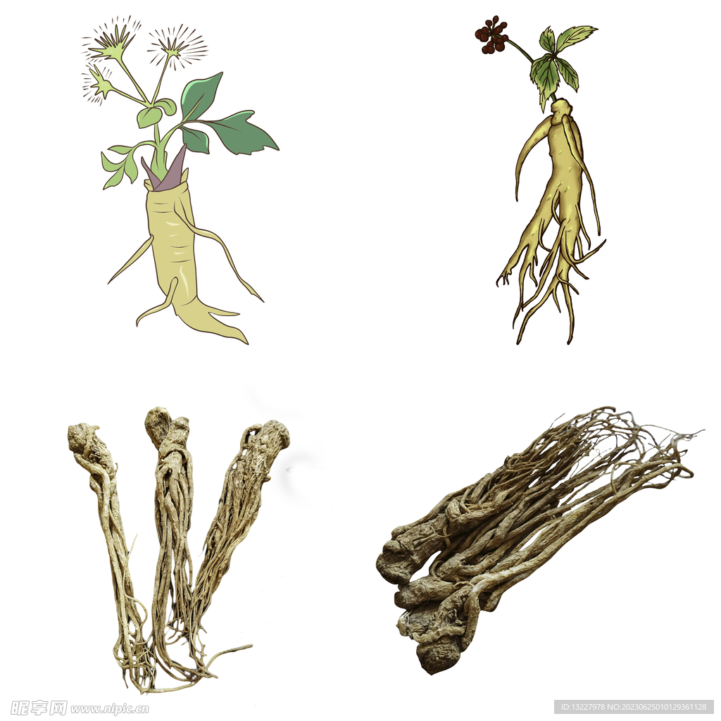 中药药材草药人参西洋参