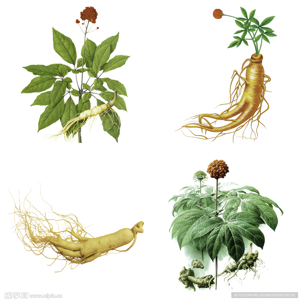 中药药材草药人参西洋参