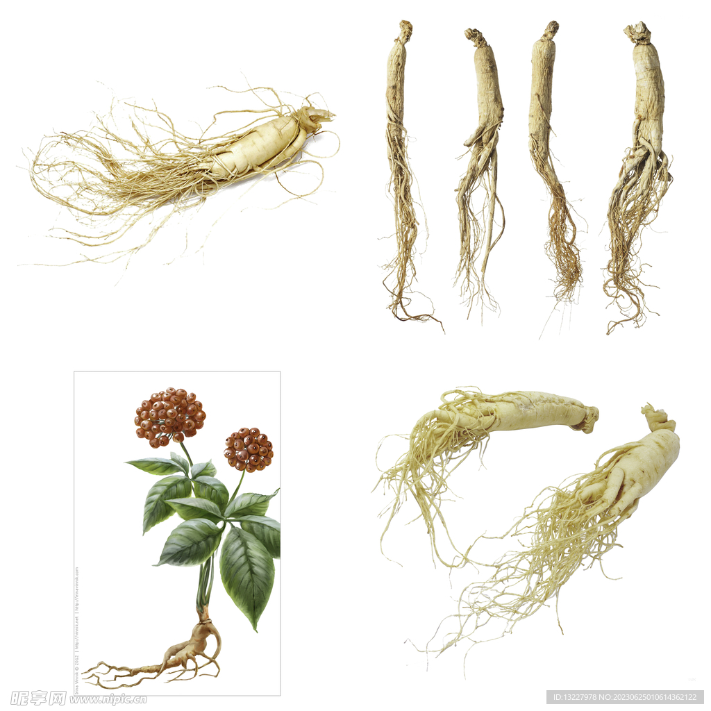 中药药材草药人参西洋参