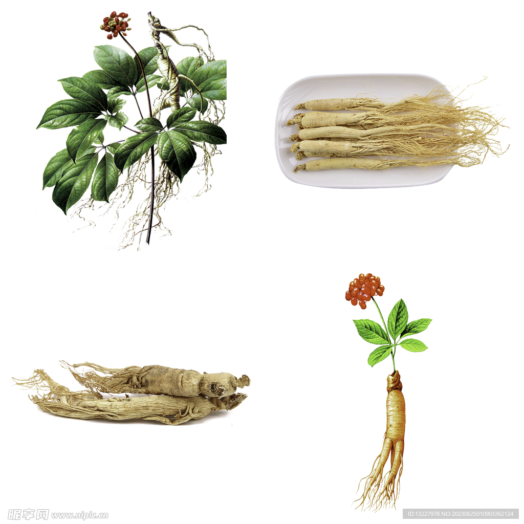 中药药材草药人参西洋参