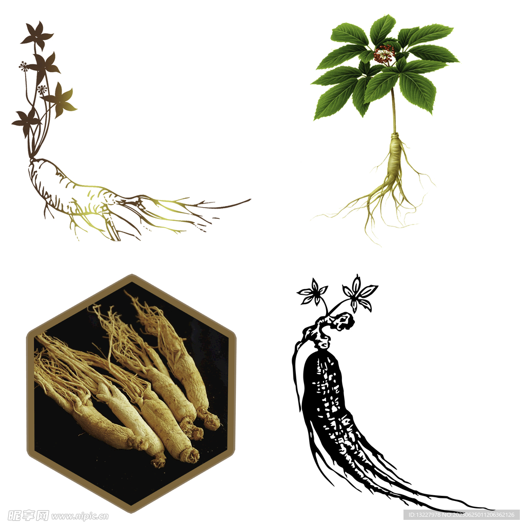 中药药材草药人参西洋参