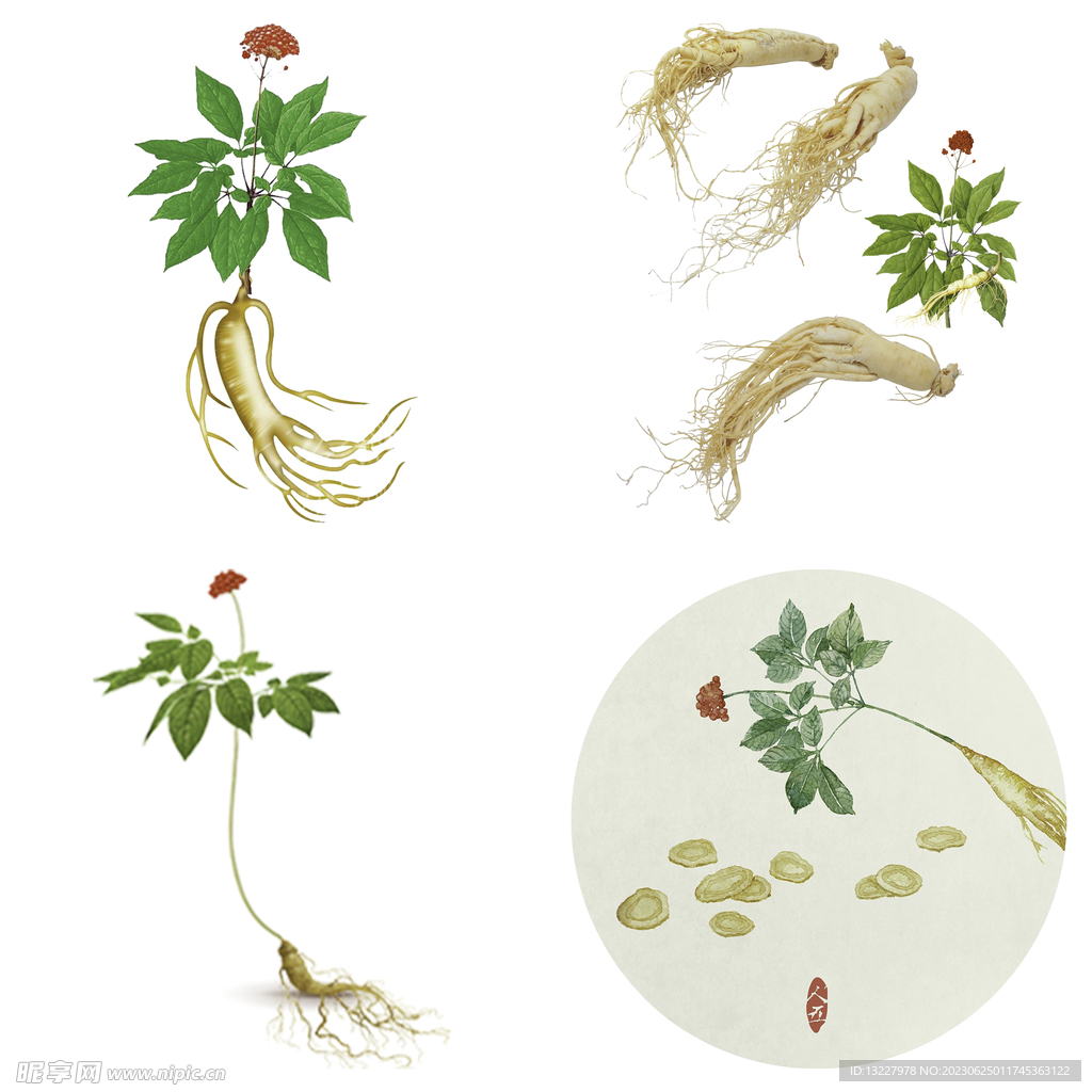 中药药材草药人参西洋参