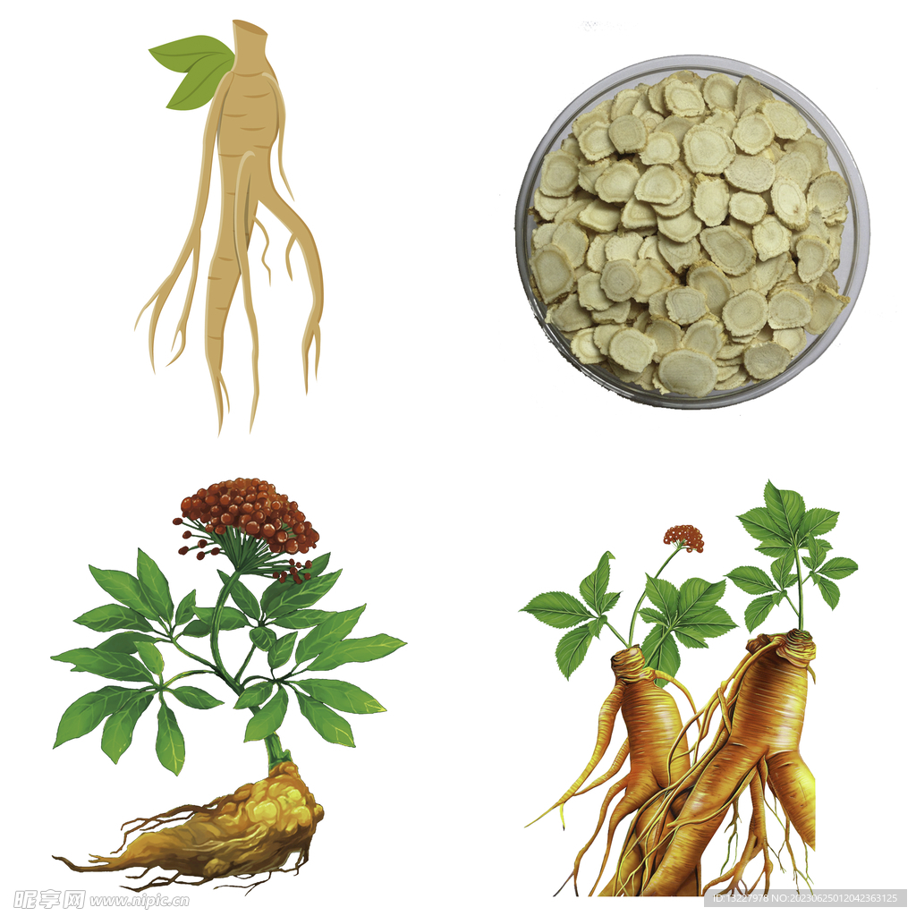 中药药材草药人参西洋参