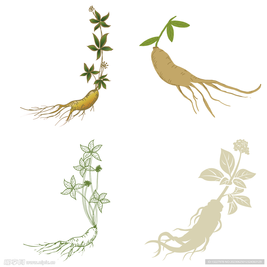 中药药材草药人参西洋参