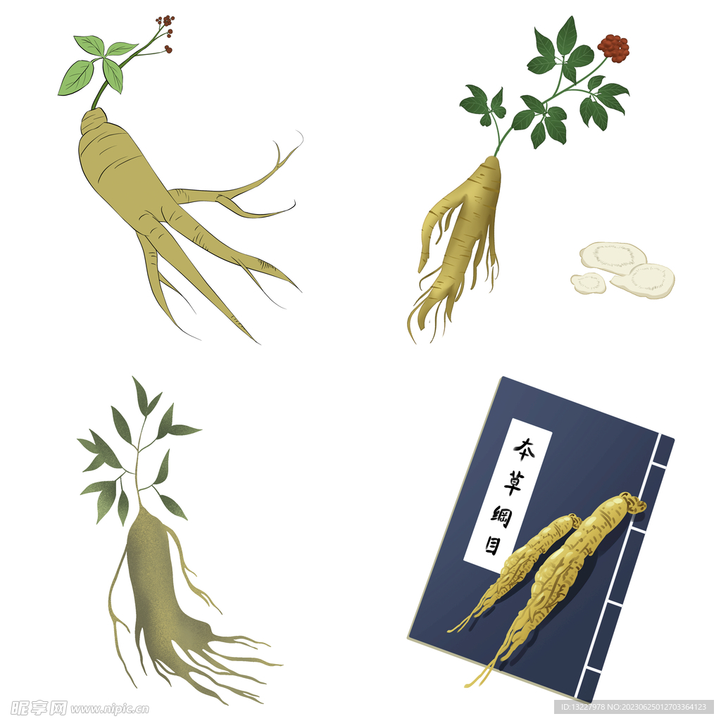 中药药材草药人参西洋参