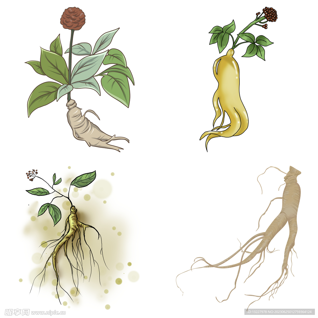 中药药材草药人参西洋参