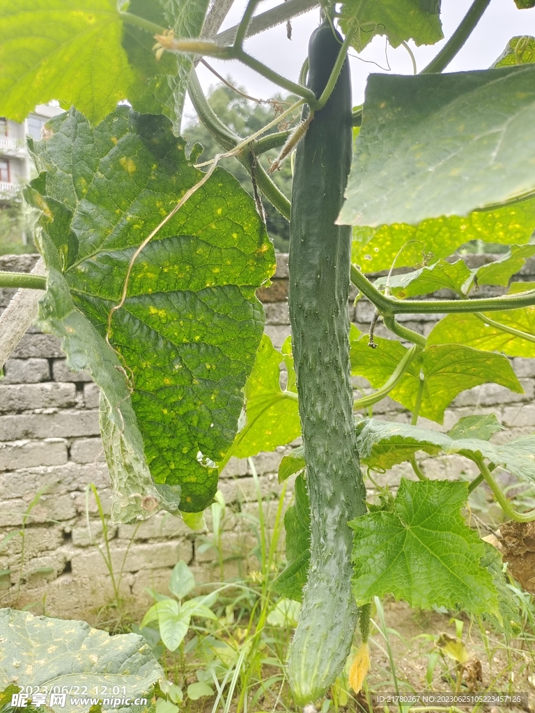 黄瓜藤