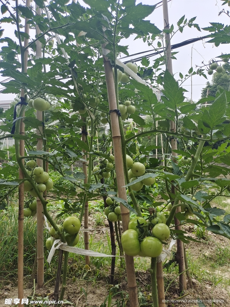 菜园番茄