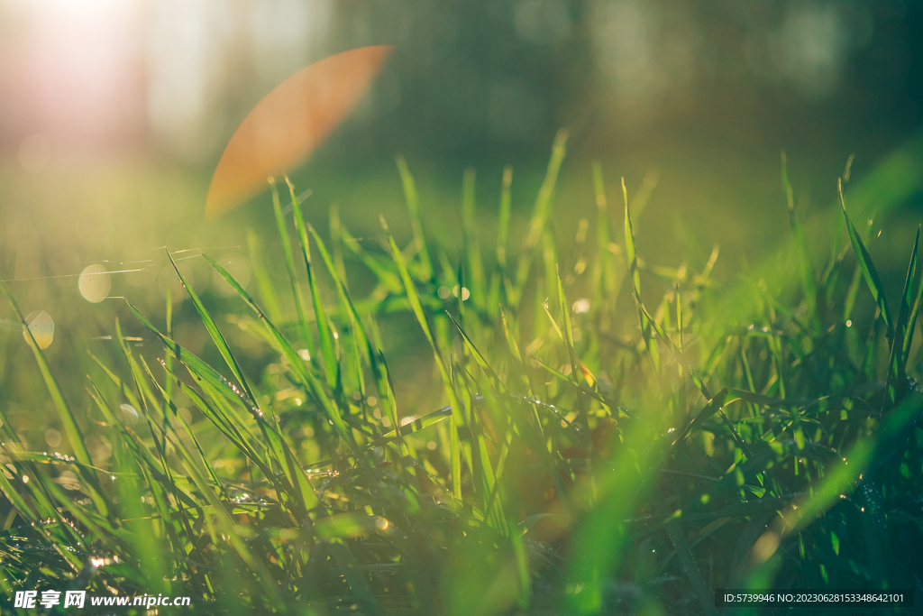 雨后草地草尖上的露水