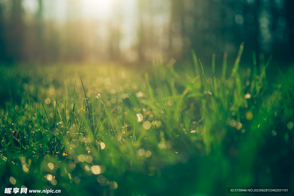 雨后草地草尖上的露水