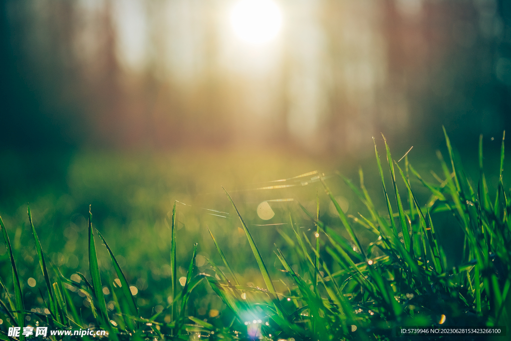 雨后草地草尖上的露水