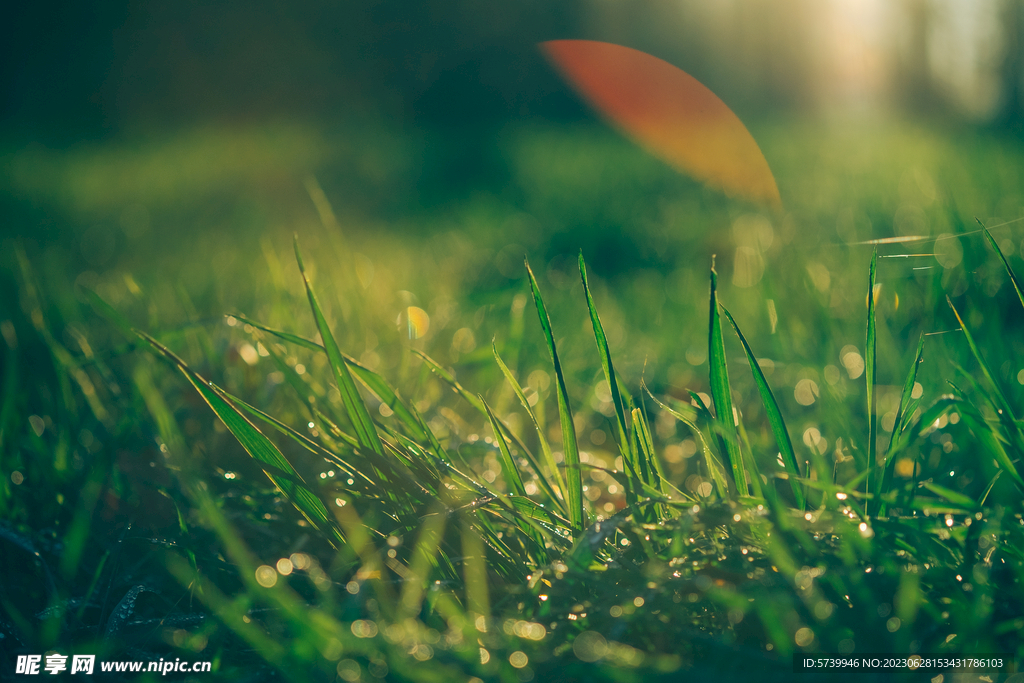 雨后草地草尖上的露水