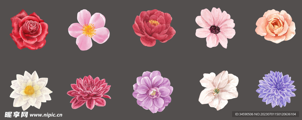 花卉花朵大花鲜花植物花草