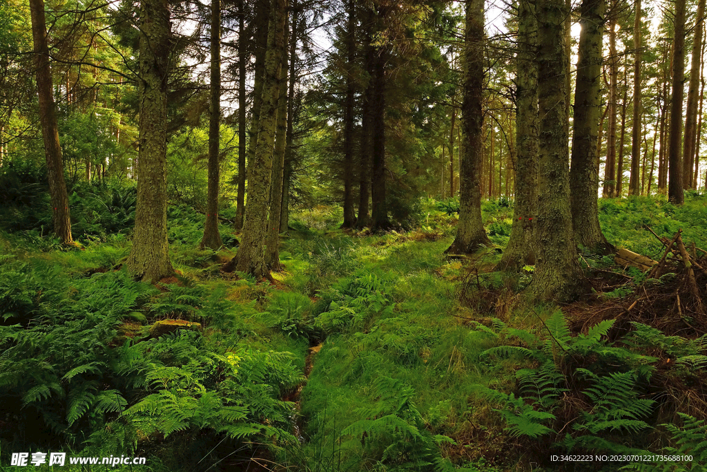 森林风光