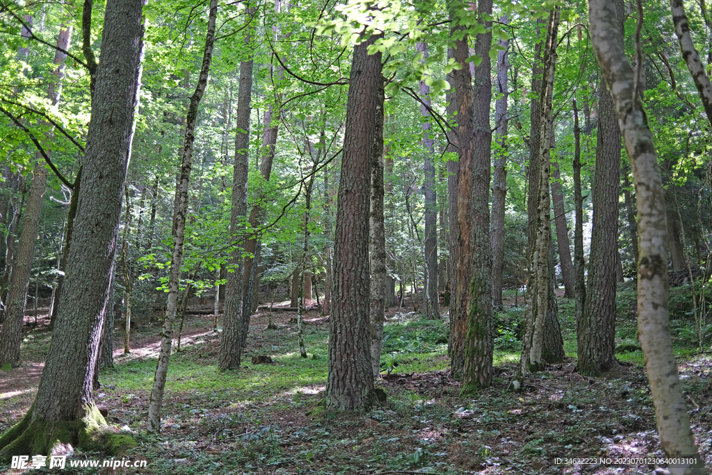 森林风光