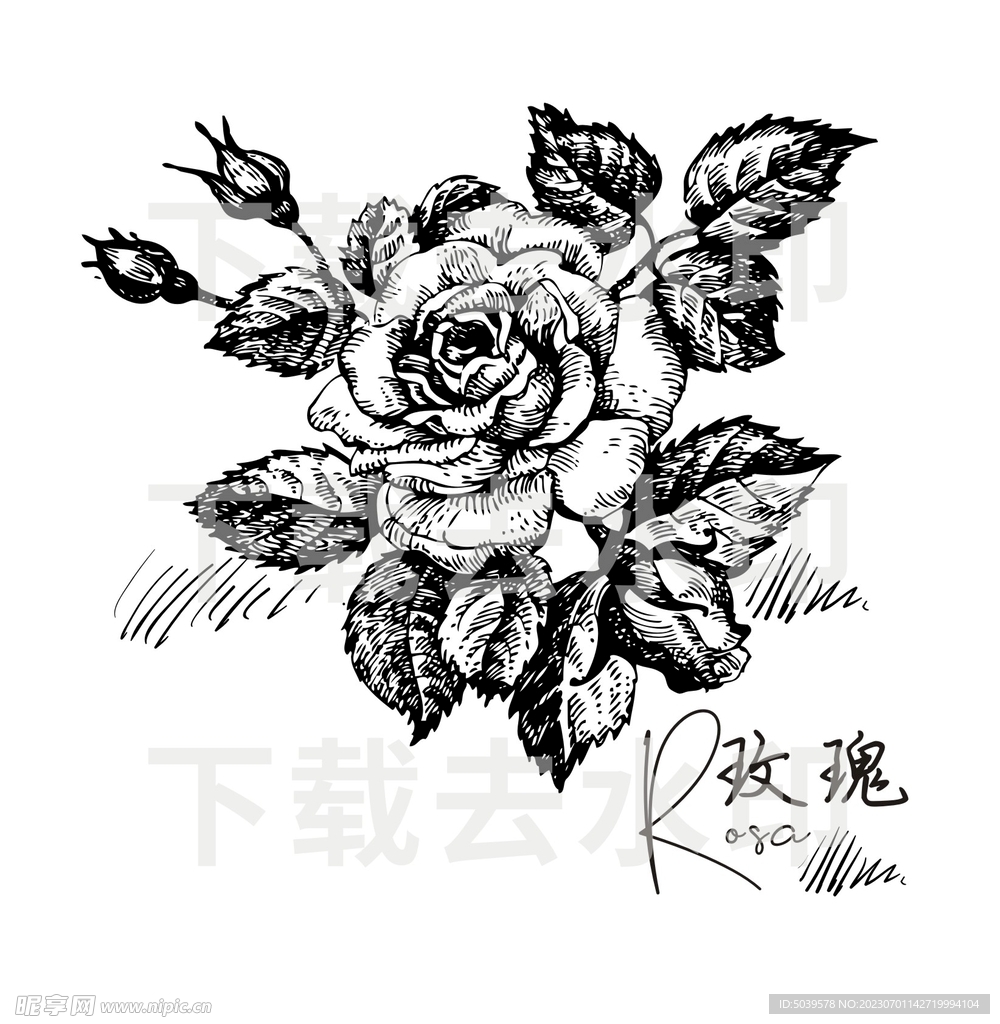 手绘玫瑰矢量图