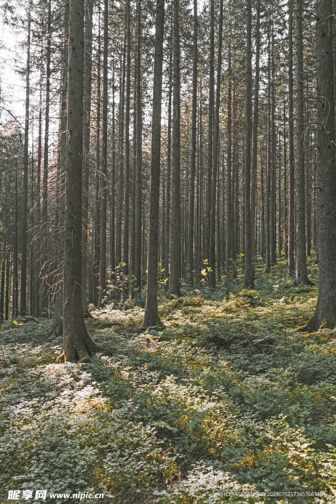 森林风光