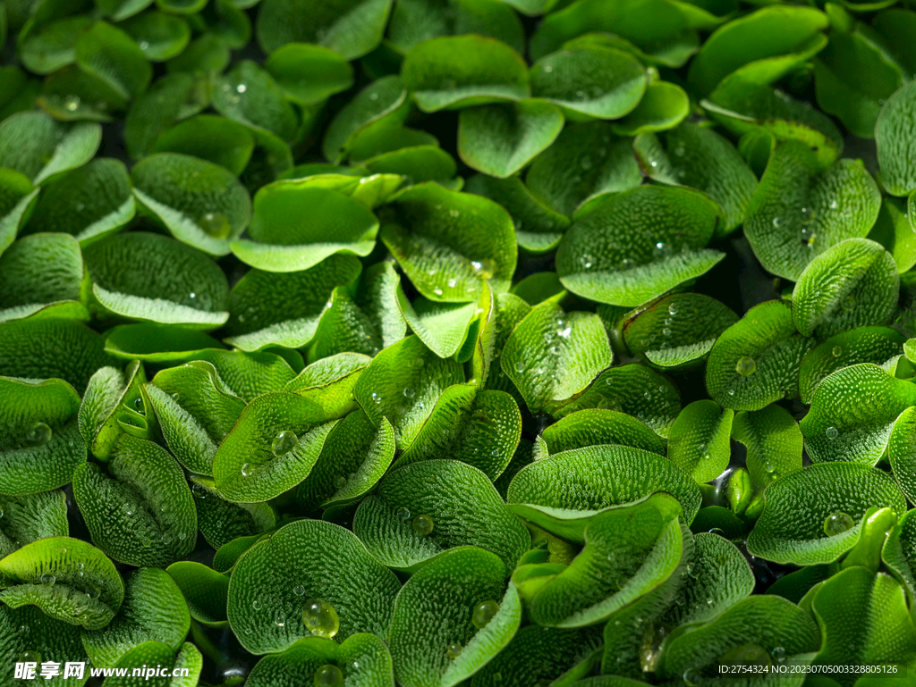 绿色浮萍