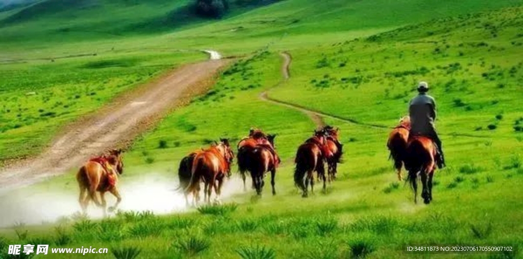 呼伦贝尔草原骏马