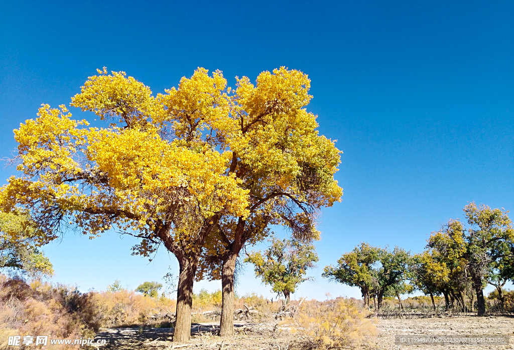 大漠胡杨