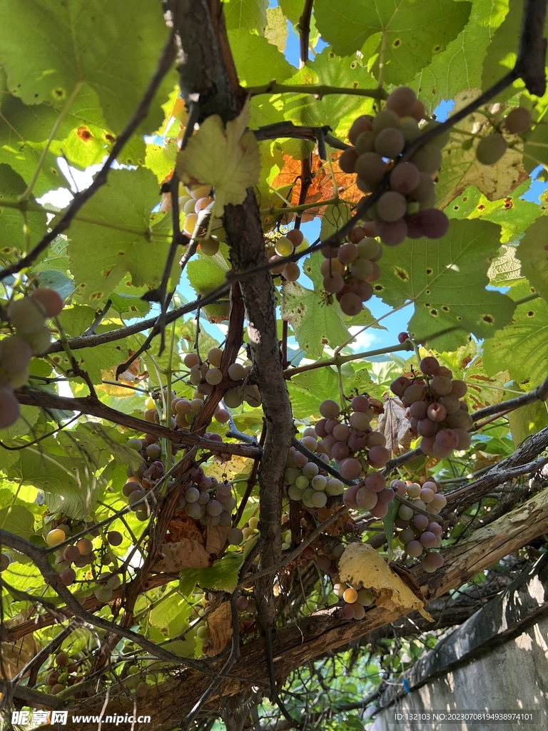 葡萄树