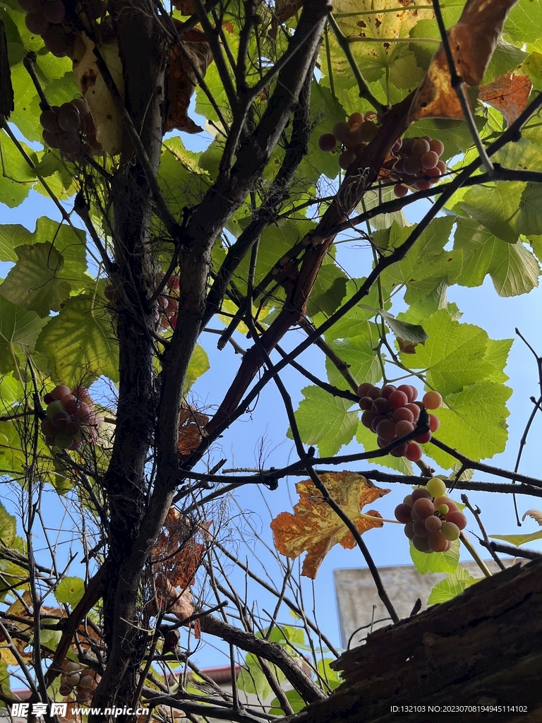 葡萄树