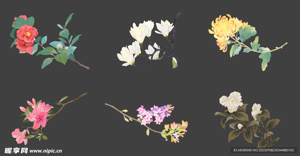 花朵花卉枝叶花草植物插画