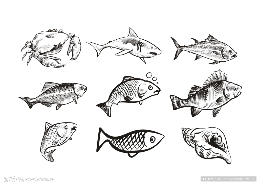 海鱼线描手绘矢量图